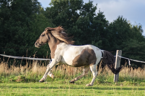Aké má účinky CBD na PSSM u koní?