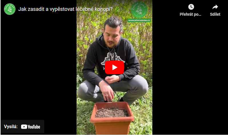 Videonávod: Ako zasadiť a vypestovať liečebné konope?