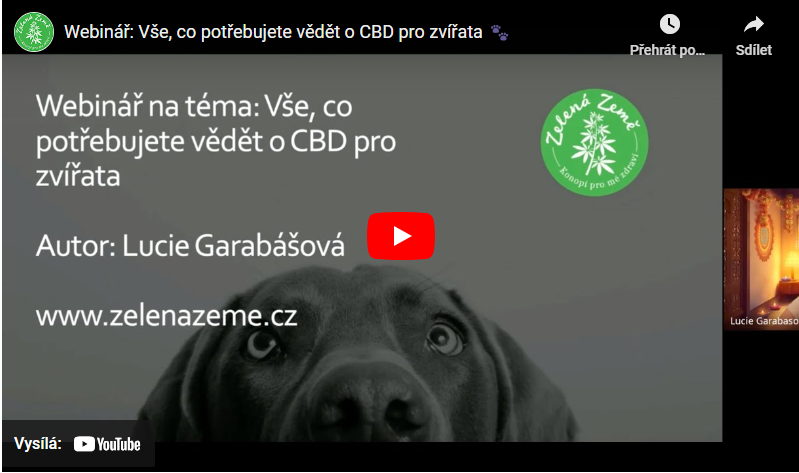 Webinár: Všetko, čo potrebujete vedieť o CBD pre zvieratá