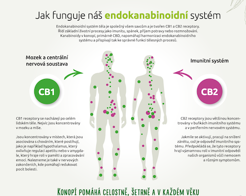 Ako funguje endokanabinoidný systém