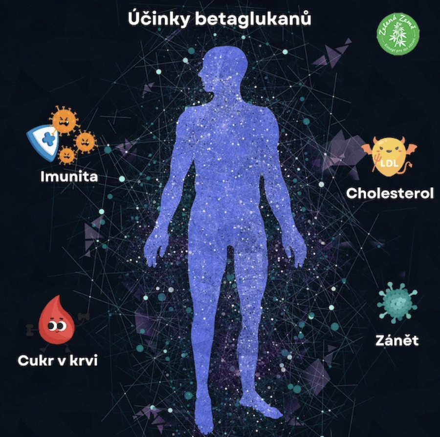 Účinky betaglukánov