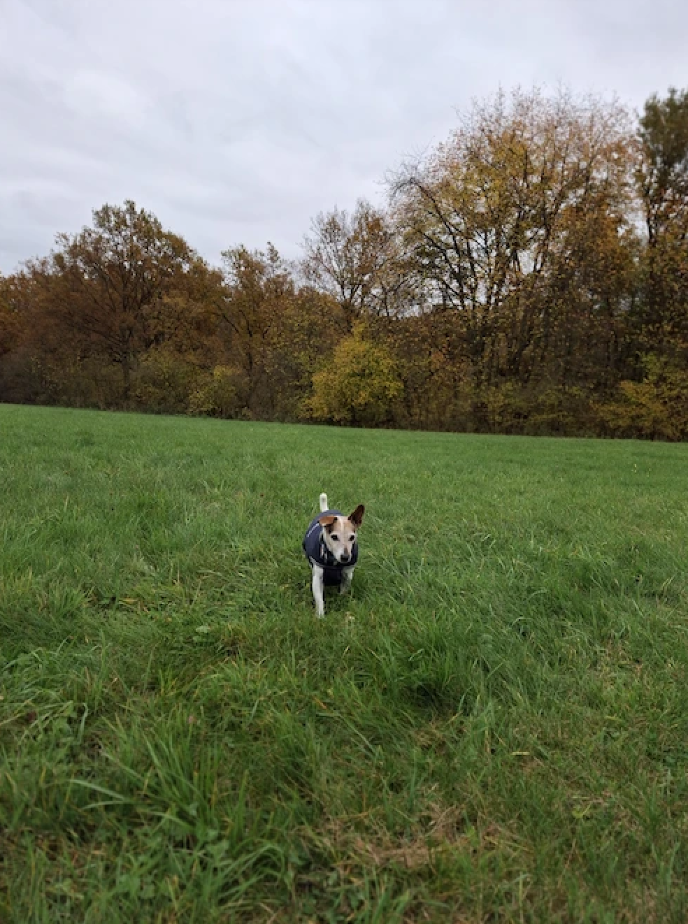 JRT epilepsia