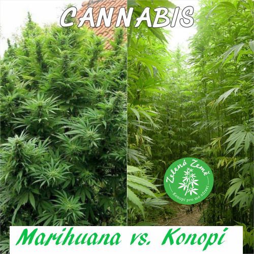 Marihuana vs. Konope