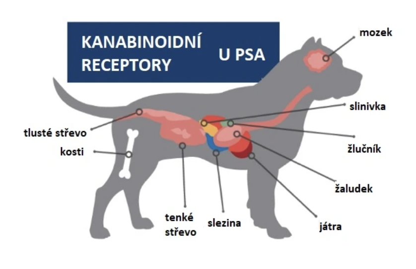 Kanabinoidné receptory u psa