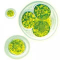 chlorella-cgf