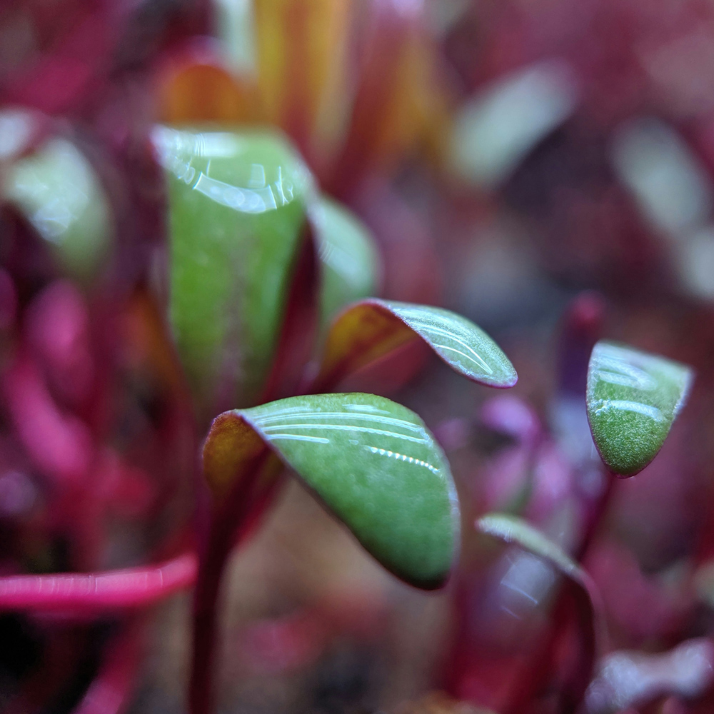 Zdravotné benefity mikrozeleniny a klíčkov pre ľudský organizmus
