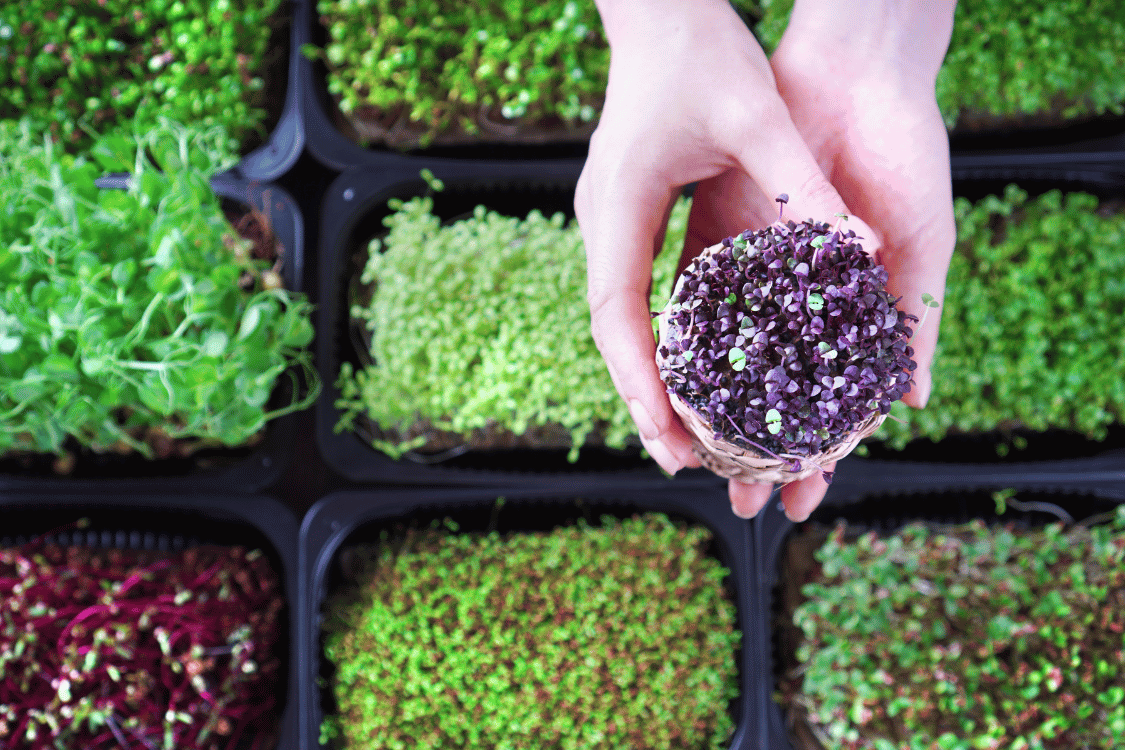 Nejčastější chyby při pěstování microgreens (a jak se jim jednoduše vyhnout)
