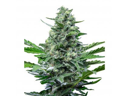 Auto IMG Royal Critical