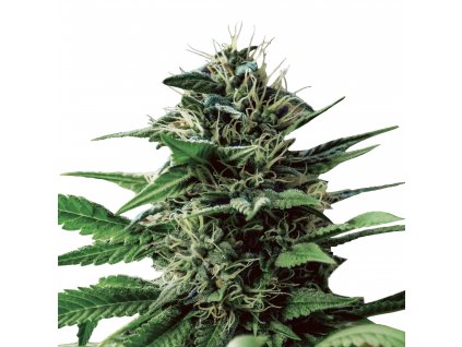 CBD Tatanka Pure IMG