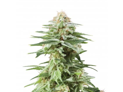 Plant FEM WhiteWidow