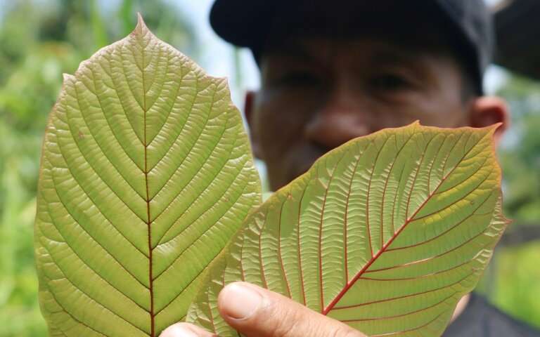 O kratomu