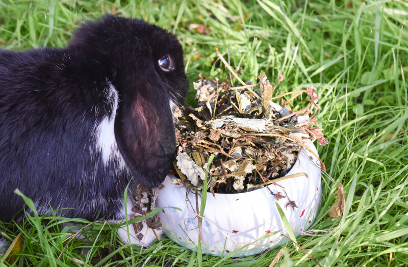 Sušené listy maliníku pro králíky jsou nejen lahodné, ale také přínosné