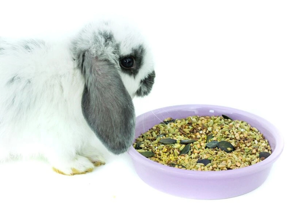Semínka pro králíky