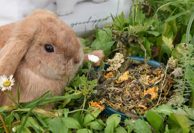 Prémiové krmivo pro zakrslé králíky od Grünhopper: Zdraví a vitalita v každém kousku
