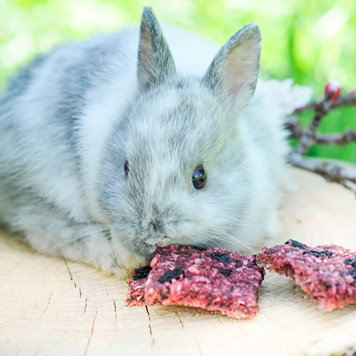 hopps-rote-johannisbeere