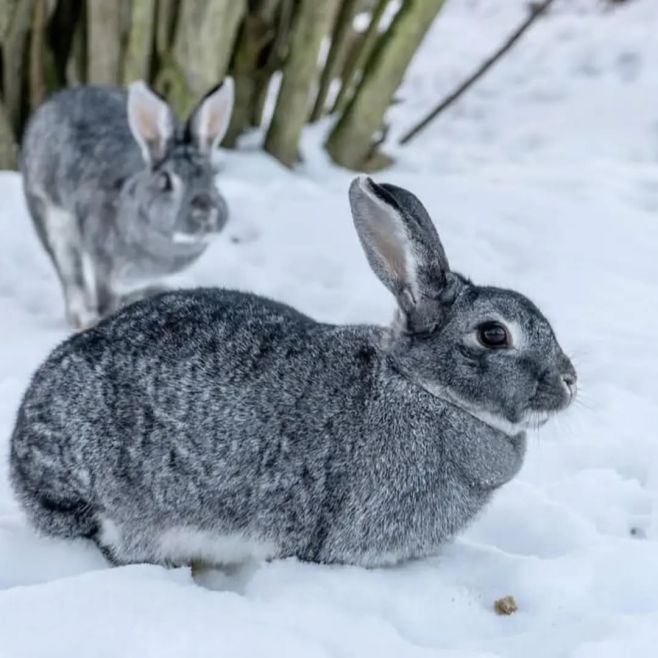 ❄️ Venku mrzne. Má váš králík z čeho brát energii? 🐰 Zima je pro králíky a morčata nejnáročnější období roku. Více...