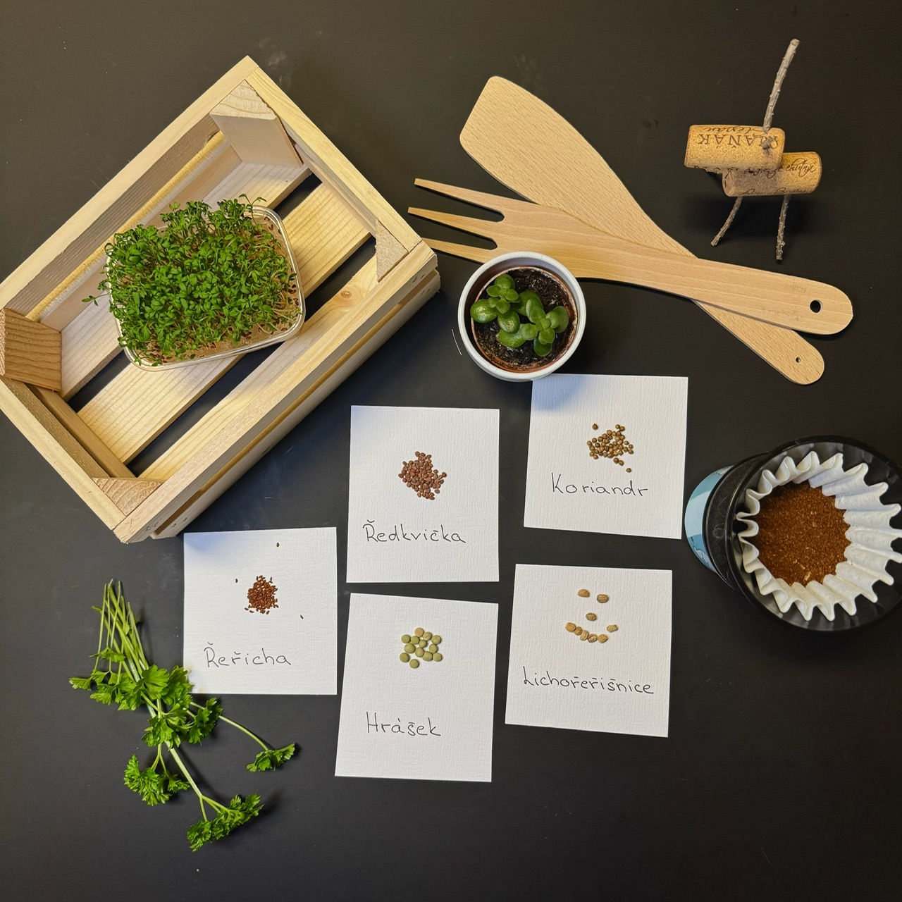 Semínka: Jak začít s výsadbou už v lednu a být na jaře napřed