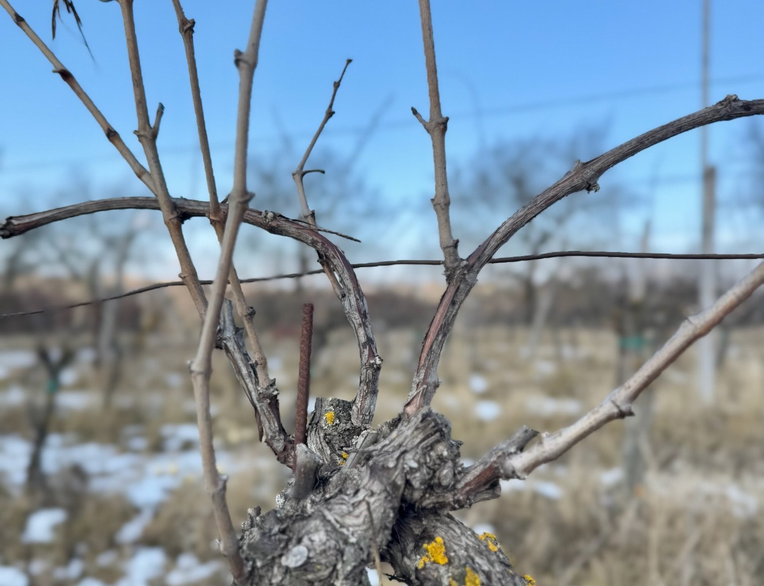 Řez révy vinné: Jak na správný zimní řez