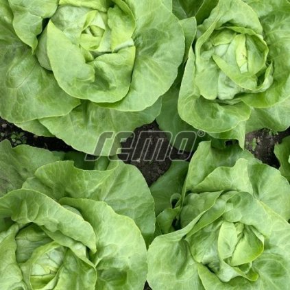 110433 1 salat hlavkovy kamenex celorocni salat