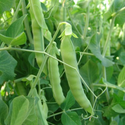 63081 hrach ambrosia cukrovy 30g