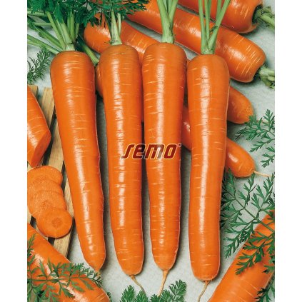 MRKEV MARQUETTE - KAROTKA POLORANÁ 2,5G