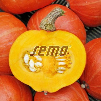 64170 1 tykev amoro f1 plaziva typ hokaido 5s