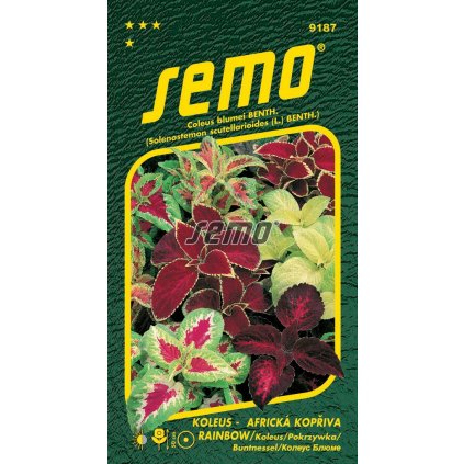 64689 1 koleus africka kopriva rainbow 0 15g