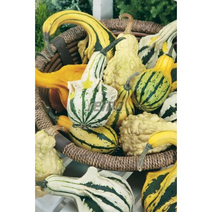 64725 1 tykev okrasna andelska kridla 0 5g