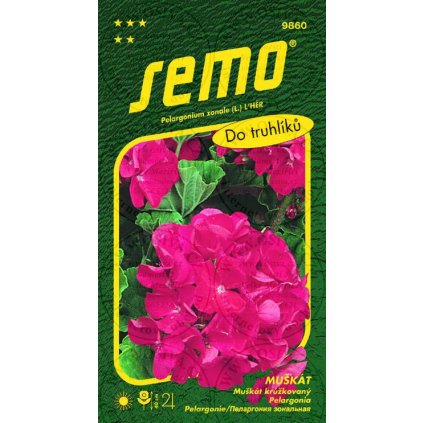 65415 muskat pelargonie cervena paskaty 11s