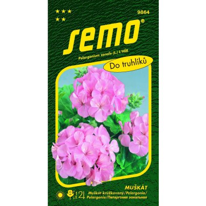 65424 muskat pelargonie ruzova paskaty 11s
