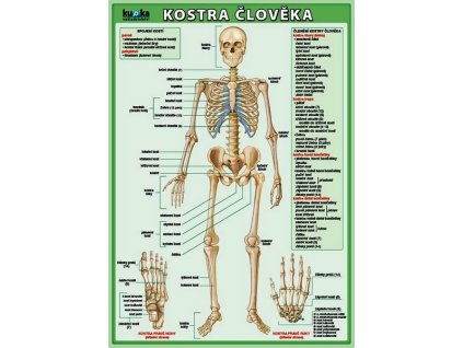 KOSTRA ČLOVĚKA  Kupka Petr a kolektiv