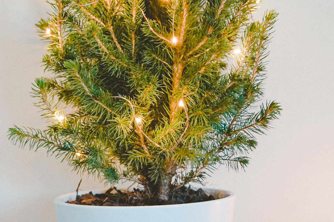 Jaký vánoční stromeček je skutečně zelený?