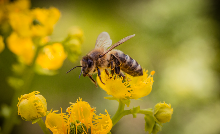 Prečo máme radi včely? 