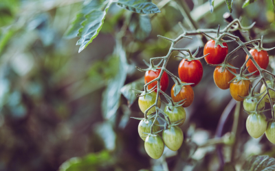 Semenarenie paradajok, alebo pripravte si úrodu na budúci rok!
