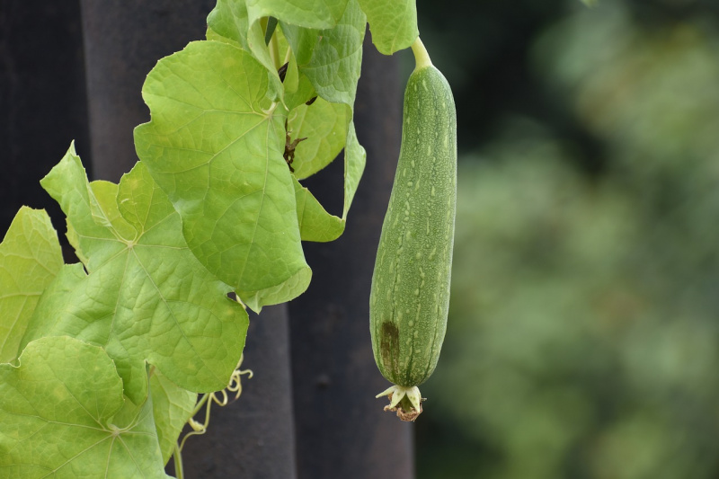 ridge-gourd-2548570_1280