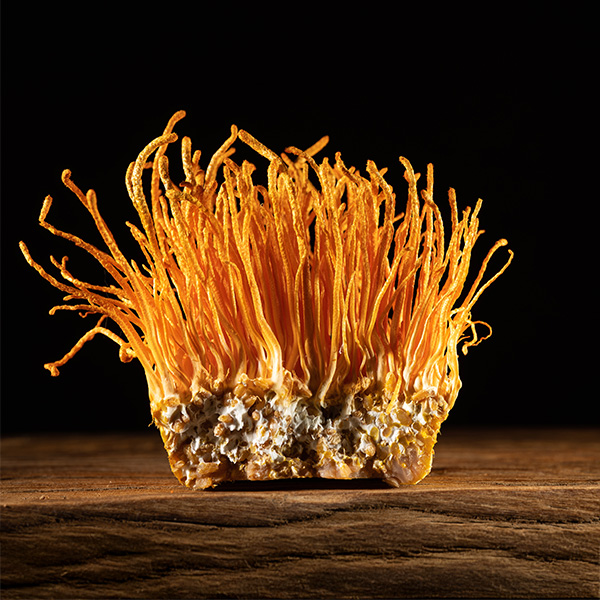 Cordyceps: Prírodný zázrak pre energiu, výkon a zdravie