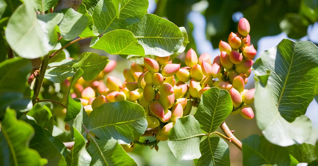 Velikost pistácií JUMBO N/O