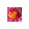 https wwwmindsweetsde give aways werbegeschenke buddha baerchen~3