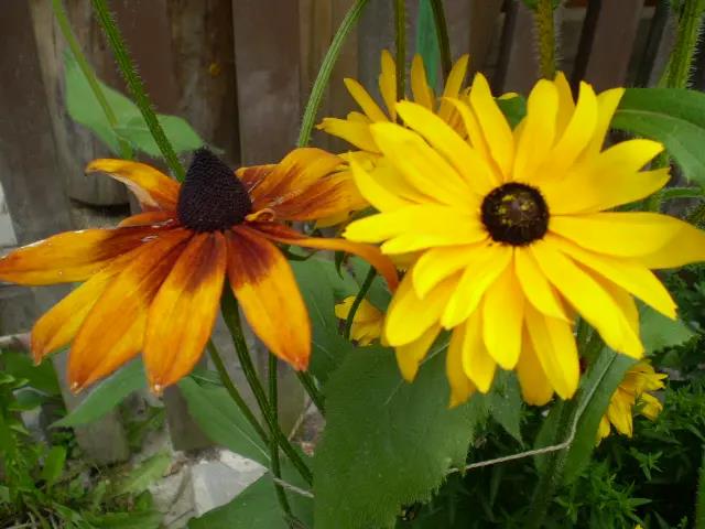 Jarní léčivé byliny se žlutými květy