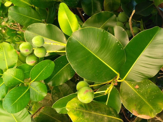 Jak se zrodila gemmoterapie