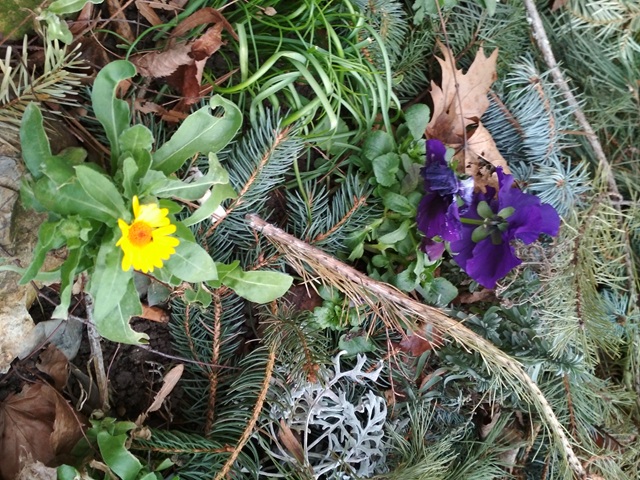 Čarovné bylinky pro peníze a splněná přání