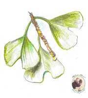 Jinan dvoulaločný-ginkgo biloba