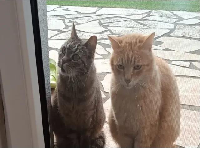 Bylinky pro domácí zvířata