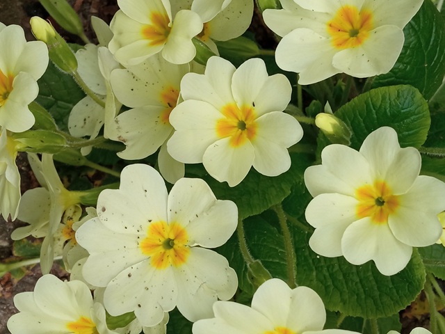 Bylinkové čarování pro zdraví a dlouhověkost