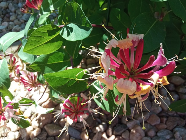 Bylinky na ochranu proti zlu