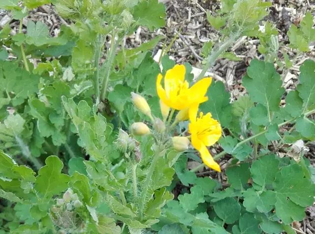 Klíč k vitalitě: Jak pečovat o zdraví jater přirozenou cestou