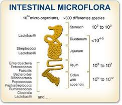 Mikroflora