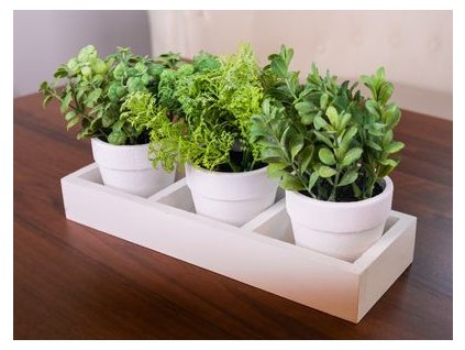 Mix bylin sukulent, MagicHome, 18 cm, květináč - papír, 3 ks