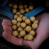 Cream Seed Boilies 18mm 1kg (Varianta Cream Seed Boilies 18mm 1kg)