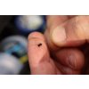 Carp´R´Us Krimpovací svorky – Crimps 50ks (Varianta Carp´R´Us Krimpovací svorky - Crimps 0,7mm)